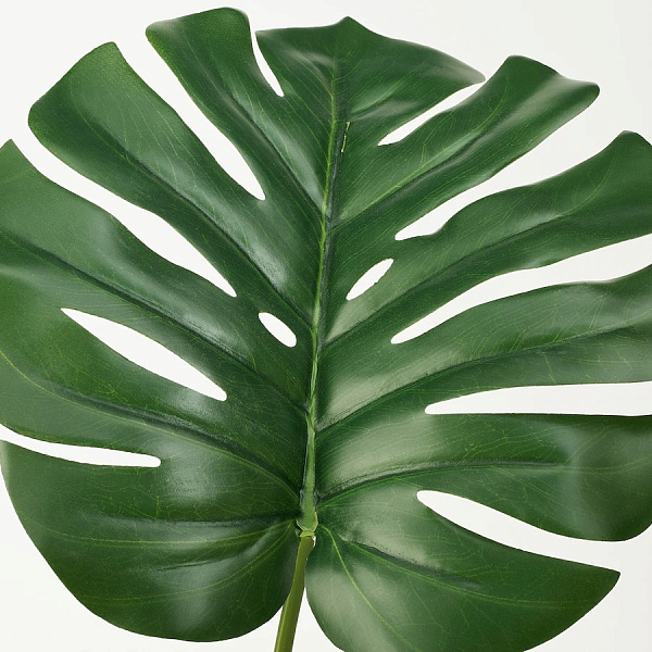 MONSTERA