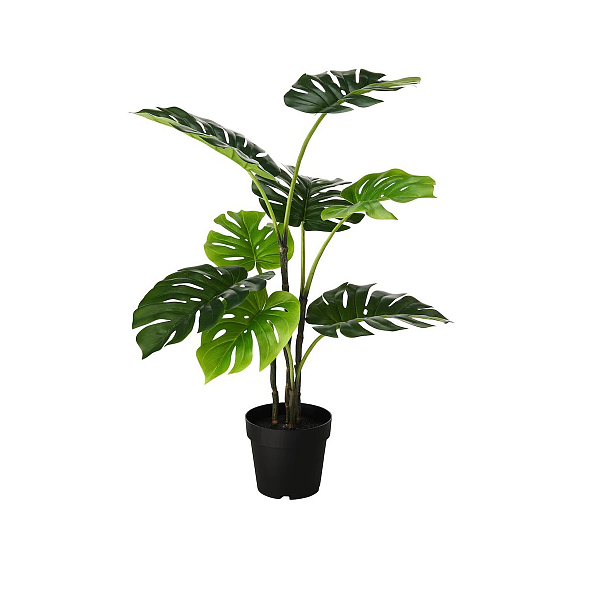 MONSTERA